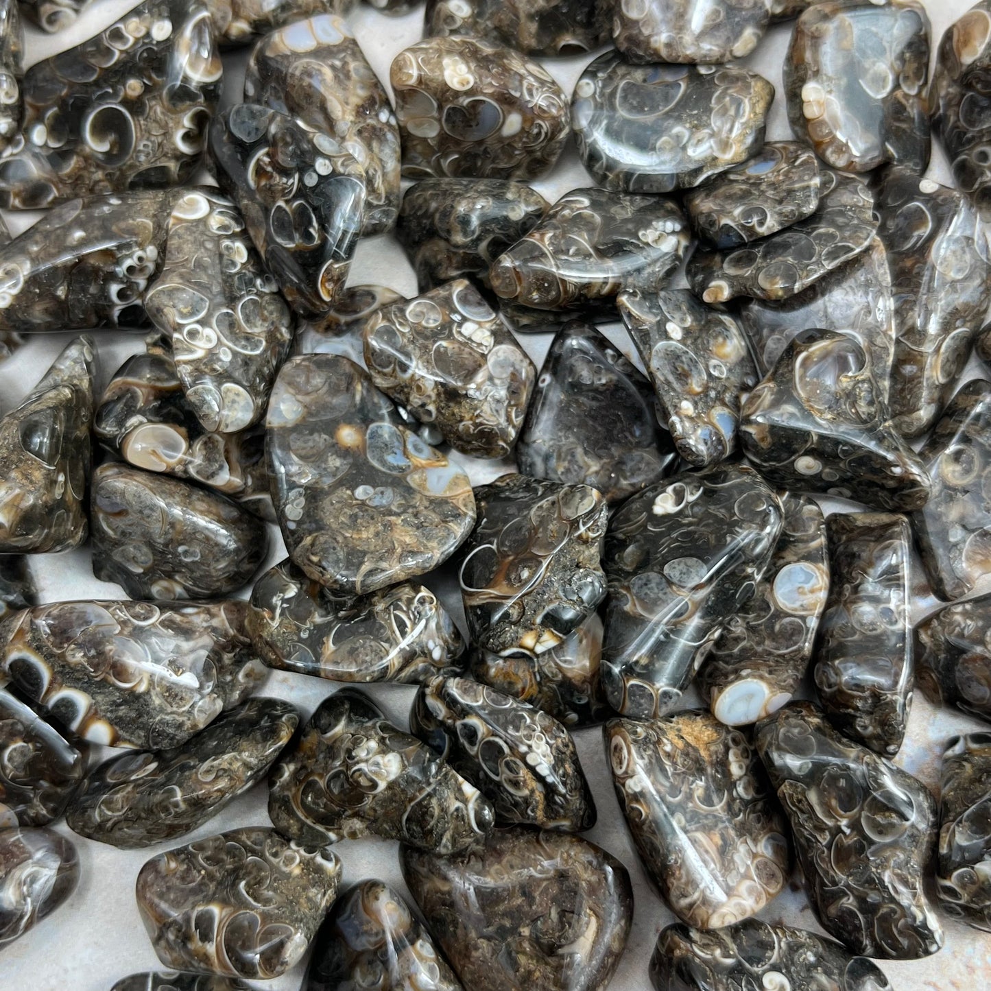 Turritella Tumble Stone