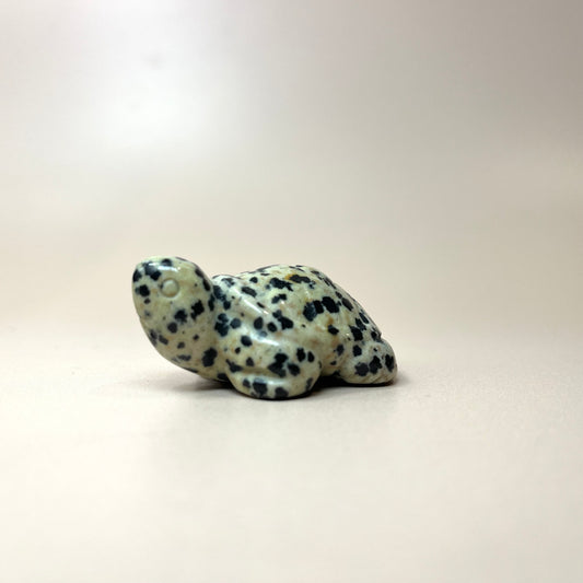 Dalmatian Jasper Tortoise